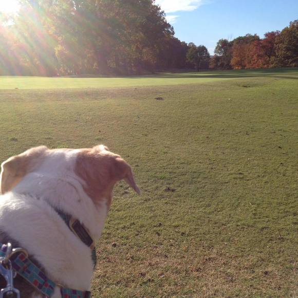 Meet your Posher, Elizabeth - Picture 1 of 1